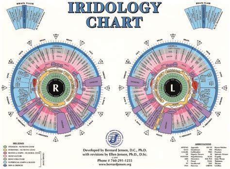 eye reflexology chart 10 pcs free downlaod | iriscope | iridology ...