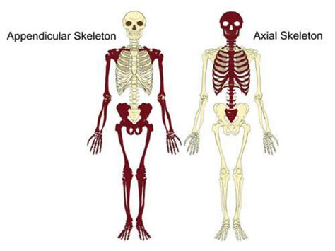 SOLUTION: The appendicular skeleton - Studypool