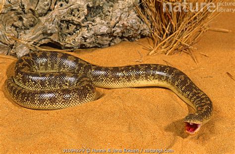 Nature Picture Library Arabian sand boa snake {Eryx jayakari} Muscat, Oman. Captive. - Hanne ...