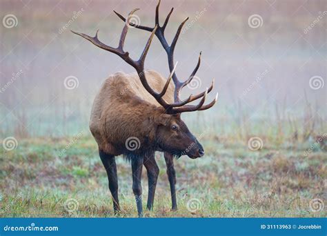 Male Bull Elk Shows Huge Antlers On Misty Morning Stock Photos - Image: 31113963