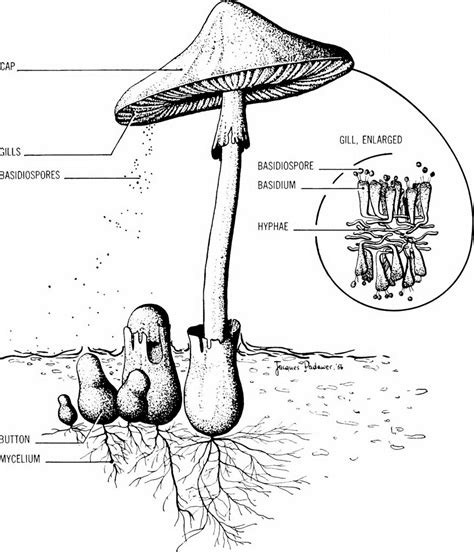 Basidiomycete, Basidium, And Basidiospores - Javatpoint