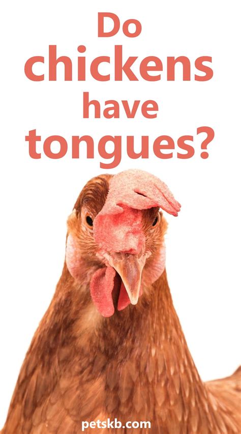 Do chickens have tongues? A peek behind the beak | Chickens, Pet birds ...