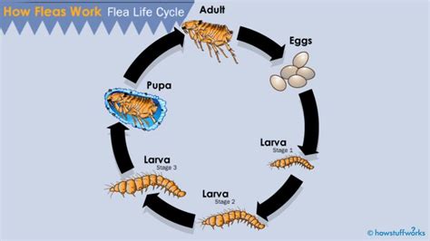 Stages Of Fleas Life Cycle