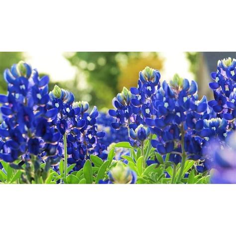 Texas Bluebonnet Wildflower Seeds for Planting - 100+ Seeds - Vibrant Blue Wildflowers, Ships ...