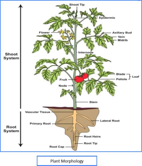 Plant Morphology: Anatomy of Root, Stem, Leaf, Flower and Fruit