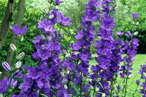 Campanula Latiloba 'Highcliffe Variety' Plants | Garden How