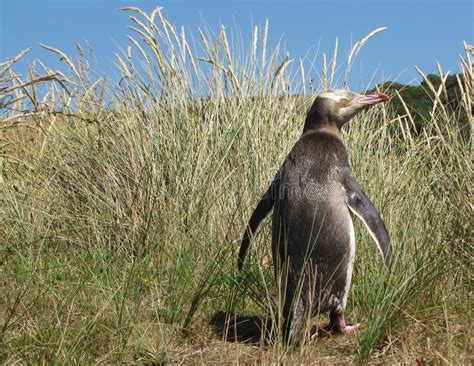 Yellow Eyed Penguin in Its Grassy Habitat Stock Image - Image of tourism, grassy: 64323087