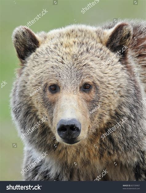 Grizzly Bear Portrait Stock Photo 83739907 : Shutterstock