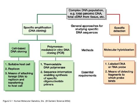 Nucleic Acid Hybridization Nucleic acid hybridization is a