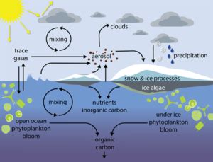 Coupling of ocean-ice-atmosphere processes: from sea-Ice ...