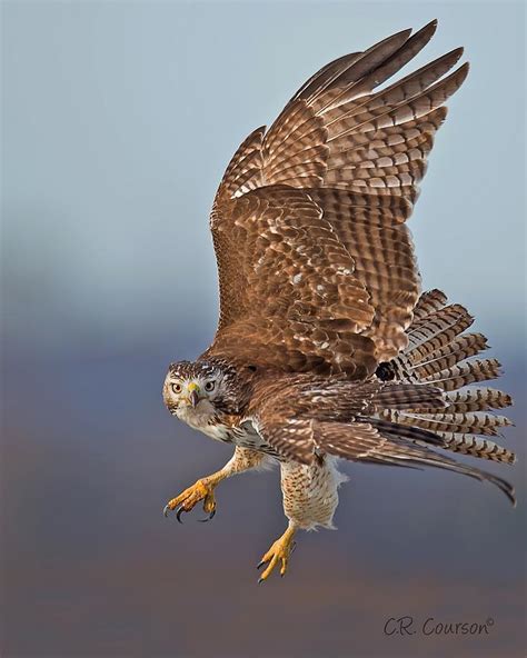 Red-tailed Hawk In Flight Photograph by CR Courson