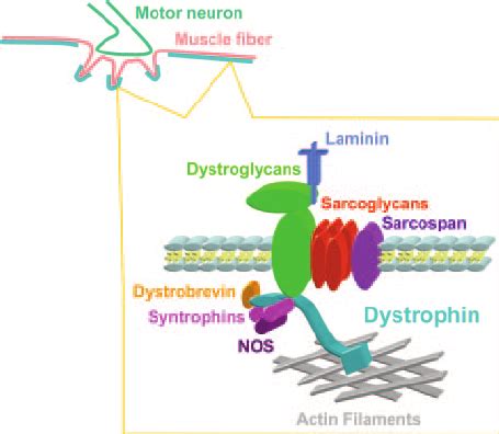 Dystrophin Structure