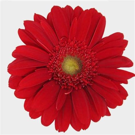 Gerbera Daisy Flower Arrangement Centerpiece | Best Flower Site