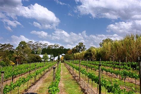 Gold Coast Winery Tours | A Gold Coast Limousines