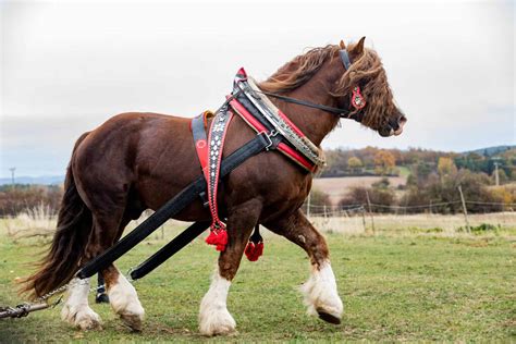 Raça percheron tem origem francesa e é conhecida no mundo todo