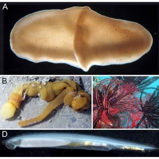 Examples of basal metazoans. (A) A species of the sponge genus... | Download Scientific Diagram