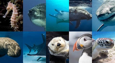 16 animaux marins en voie de disparition – Océans Sans Frontières