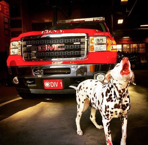 50 best Firehouse dog mascots images on Pinterest | Firefighters, Fire ...