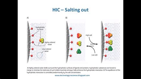 Hydrophobic Interaction Chromatography Theory and Principle - YouTube