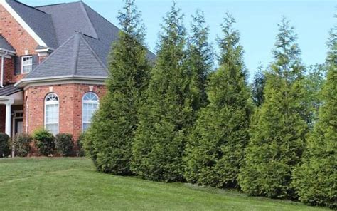 Thuja Green Giant Arborvitae Spacing And Growth Rate - Charmainelago