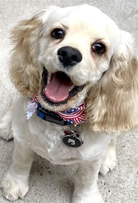 Cocker Spaniel Training Made Easy: Expert Tips for a Well-Behaved Companion