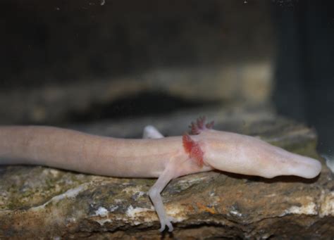 Olm | Proteus anguinus