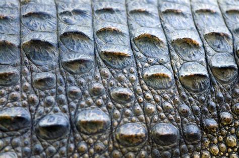 Image result for crocodile skin