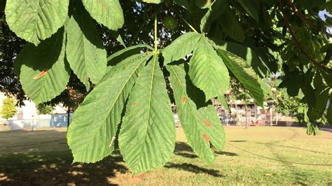 Horse Chestnut (Aesculus hippocastanum) - leaves - August 2018 | Plant ...