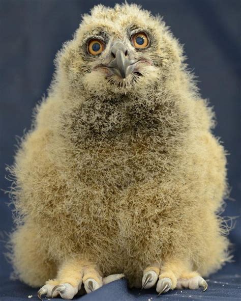 What a hoot! Adorable eagle owl born at the National Aviary