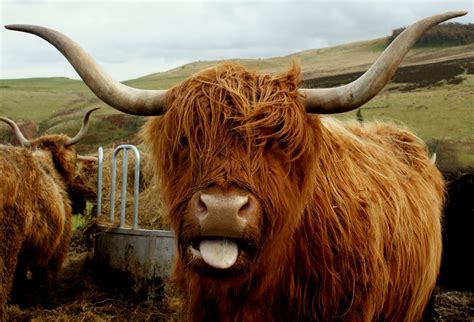 Tour Scotland Photographs: November 26th Photograph Highland Cow Scotland