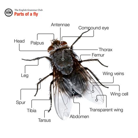 Parts of a fly - Grammar Tips