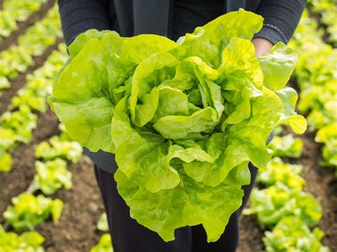 Harvesting Heads Of Lettuce - When And How To Pick Lettuce