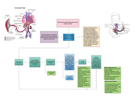 Anatomía y fisiología de la circulación fetal - Componentes anatómicos ...