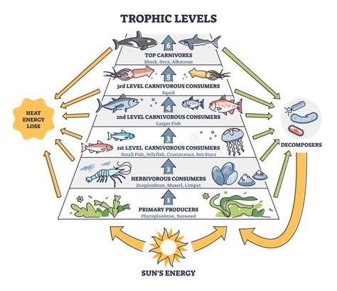 Trophic Levels in Water Wildlife As Ocean Food Chain Pyramid Outline Diagram Stock Vector ...