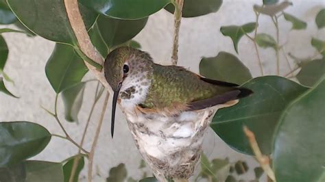 Bella Hummingbird Nest Cam 02-13-2018 15:56:25 - 16:56:25 - YouTube