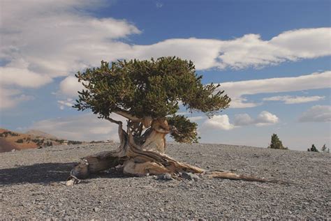 Bristlecone Pines - Great Basin National Park (U.S. National Park Service)