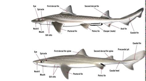 Great White Shark Size Chart