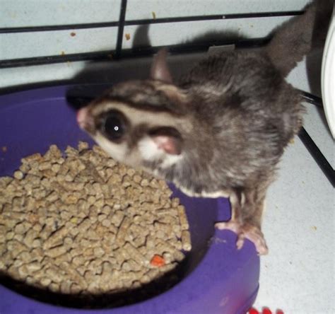 Sugarglider.com - Gliderpedia - Pellets