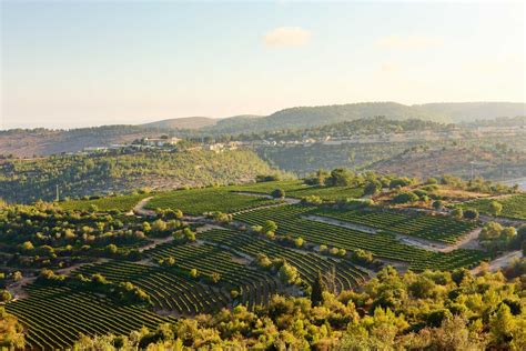 Tzora Vineyards – Judean Hills, Israel | Vineyards