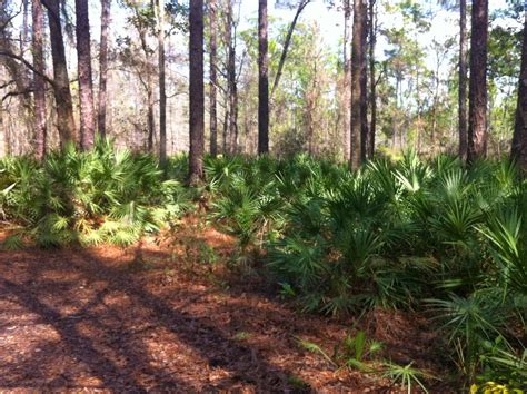 Our Fantastic Falcon Voyage: Ocean Pond Campground, Osceola National ...