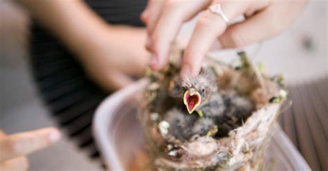 How to Care For Baby Birds: Essential Care Tips - birdsmentor