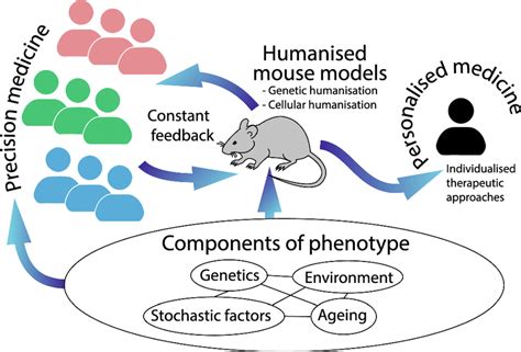 An illustration of the role humanised mouse models play in the ...