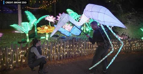 Holiday lights return to Bronx Zoo with reimagined and new displays ...