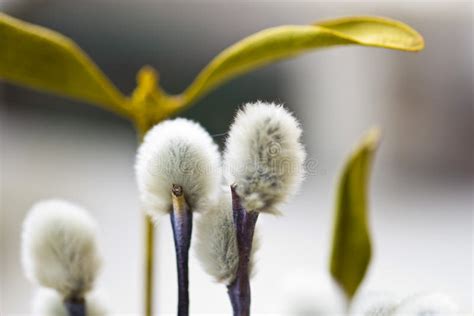 Willow flowers stock photo. Image of botany, blossom - 30827976