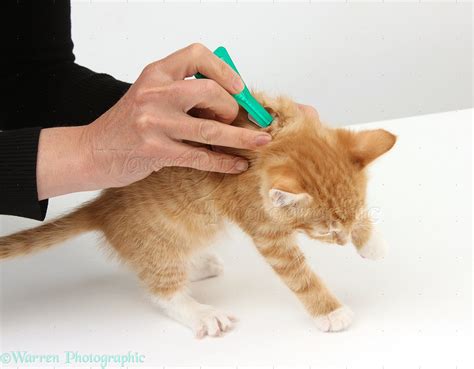 Applying spot-on flea treatment to a ginger kitten photo WP32964