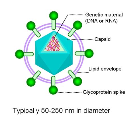 The Nature of Viruses