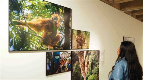 Las 10 Mejores Exposiciones Fotográficas que Todo Profesional Debería Conocer - Toomanyflash