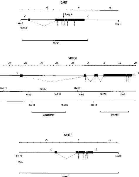 Figure 1 from Repair of UV-induced pyrimidine dimers in the individual genes Gart, Notch and ...