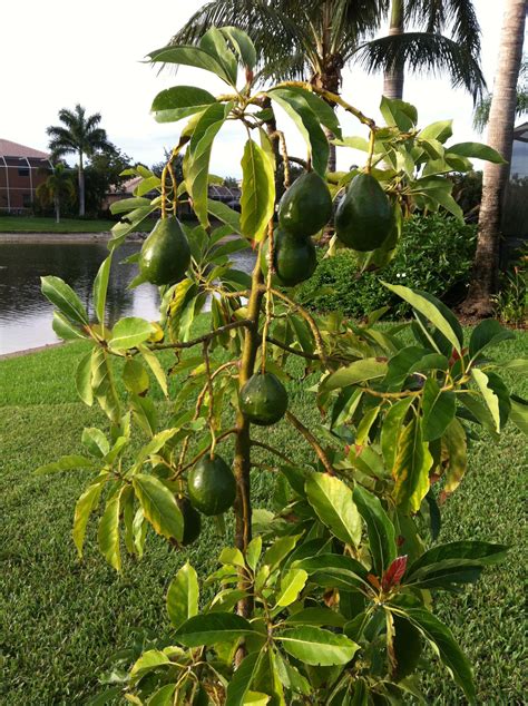 Avocado Tree Not Producing - broken heart logo