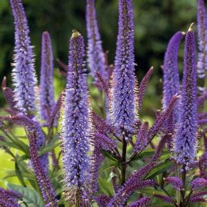 Veronicastrum – De Vroomen Garden Products | Professional